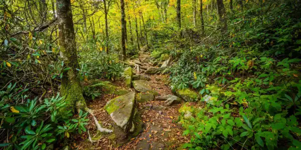 A forest trail winds through lush green foliage and tall trees, with rocks and exposed tree roots scattered along the path, creating a natural, serene woodland scene.
